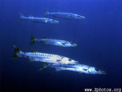 Schooling barracuda are always the best... by Zaid Fadul 